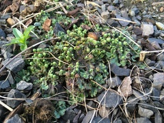 Marchantia polymorpha ruderalis