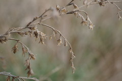 Artemisia santonicum