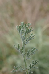 Artemisia santonicum
