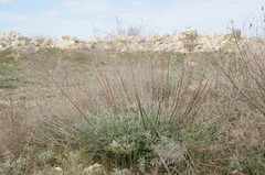 Artemisia santonicum