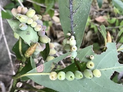 Daphnephila machilicola
