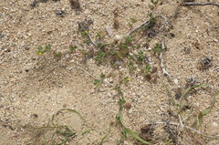 Medicago rigidula