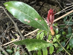 Daphnephila machilicola