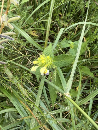 Large-flowered Hemp-nettle