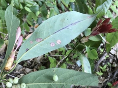 Daphnephila machilicola