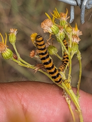 no rights reserved Cinnabar moth