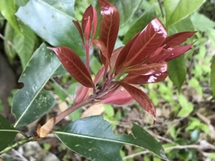 Daphnephila machilicola