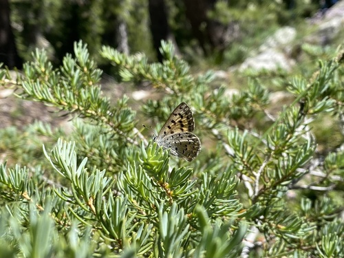 iNaturalist observation photo of Mariposa Copper