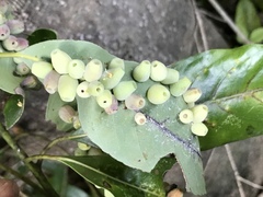 Daphnephila machilicola