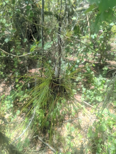 Tillandsia setacea, photograph 4