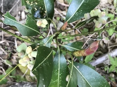 Daphnephila machilicola