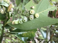 Daphnephila machilicola