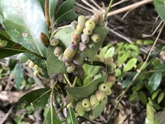 Daphnephila machilicola