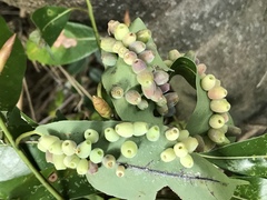 Daphnephila machilicola