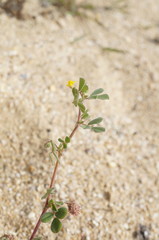 Medicago rigidula