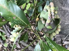 Daphnephila machilicola