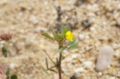 Medicago rigidula
