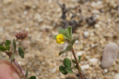 Medicago rigidula