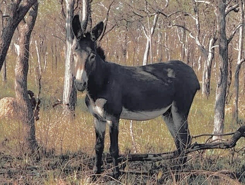 Donkey