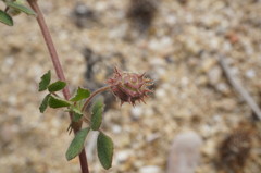 Medicago rigidula