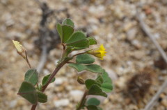 Medicago rigidula