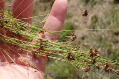 Rhynchospora debilis