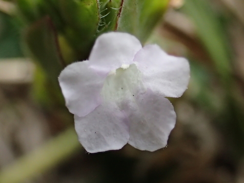 Ruellia blechum