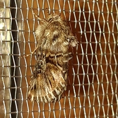 Omphalophana antirrhinii