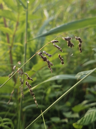 Anthoxanthum nitens observed 2026-07-23