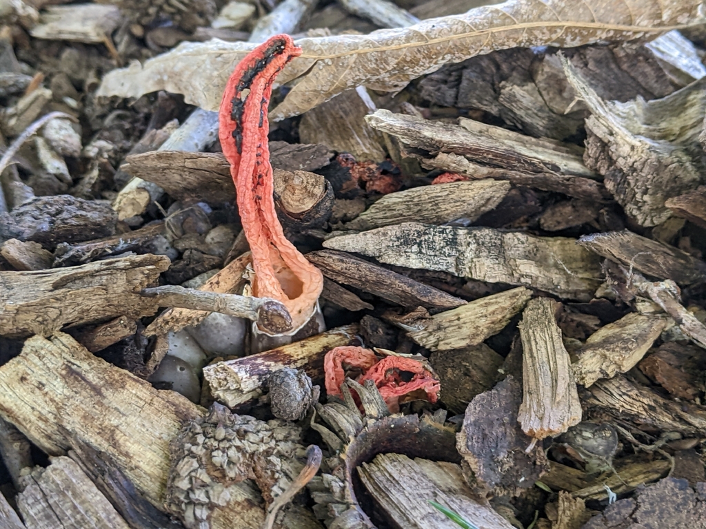 stinky squid · July 2026 · photo: Photo: (c) Maria Aghazarian, some rights reserved (CC BY) · iNaturalist