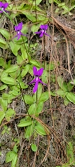 Pinguicula orchidioides
