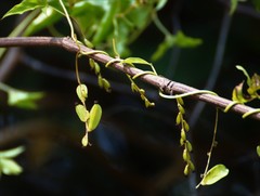 Dioscorea pentaphylla