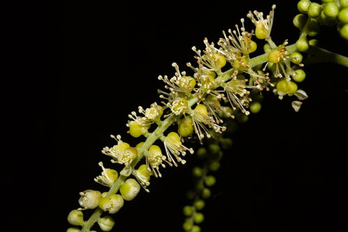 Actaea europaea (Actaea europaea)