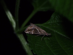 Hypena laceratalis