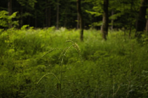Actaea europaea (Actaea europaea)