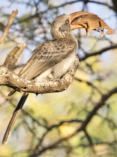 Bradfield's Hornbill