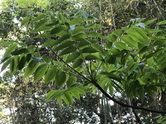 Toxicodendron succedaneum