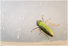 Syncharina argentina