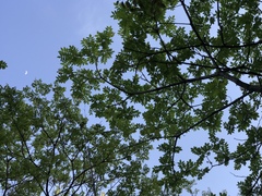 Toxicodendron succedaneum