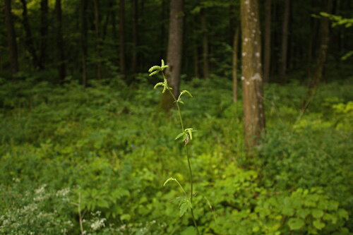 Actaea europaea (Actaea europaea)
