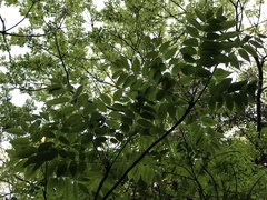 Toxicodendron succedaneum