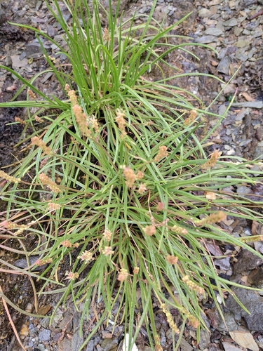 Sea Plantain