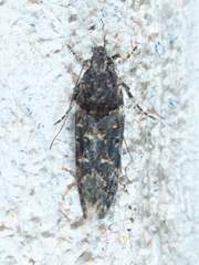 Telphusa perspicua