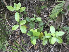 Maesa japonica