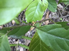 Maesa japonica