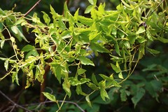 Dioscorea pentaphylla