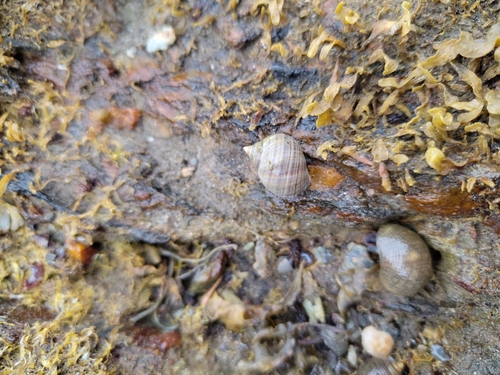 Common Periwinkle