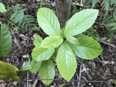 Maesa japonica