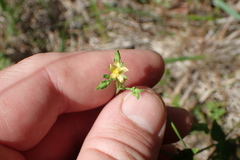 Hypericum drummondii