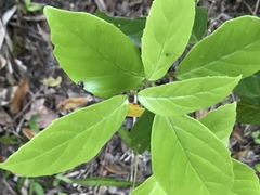 Maesa japonica